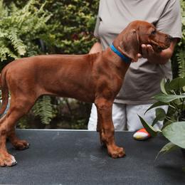 Rhodesian Ridgeback Puppies from African Legends Rhodesian Ridgebacks
