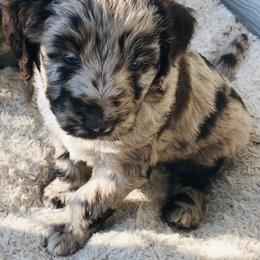 Aussiedoodle Puppies from Arena Valley Acres LLC