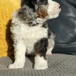 Tinsel - Blue merle male Bernedoodle puppy in Henry, Illinois from Rowe Farms Doodles