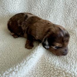 George - Dapple male Dachshund puppy in Jarrell, Texas from Blackfoot Dachshunds