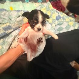 AKC Girl 3 - Black and white female Chihuahua puppy in Anoka, Minnesota from Anoka County MN AKC Chihuahuas