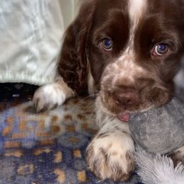 English Springer Spaniel Puppies from Hometown Springers