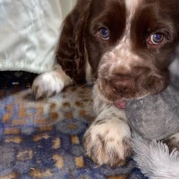 English Springer Spaniel Puppies from Hometown Springers