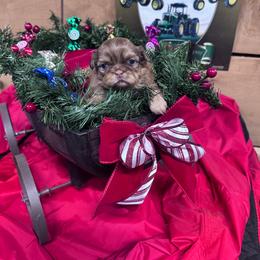 Sundae - Liver and white male Shih Tzu puppy in Toccoa, Georgia from Shorkie & Shih Tzu Haven