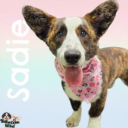 Sadie - Brindle and white female Cardigan Welsh Corgi puppy in Mansfield, Ohio from Moonrise corgis