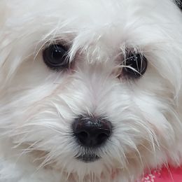 Cavatons and Cotons de Tulear from A Little Dog'll Do Ya