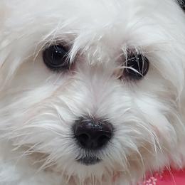 Cavatons and Cotons de Tulear from A Little Dog'll Do Ya