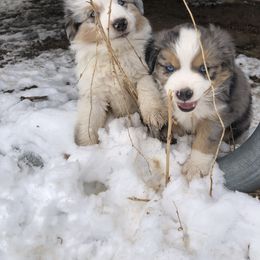 Miniature Australian Shepherd Puppies from Boulder Mini Aussies