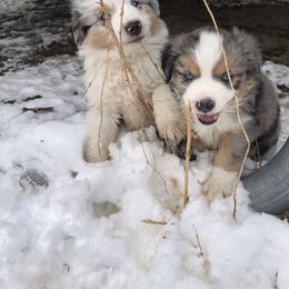 Miniature Australian Shepherd Puppies from Boulder Mini Aussies