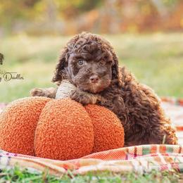 Aussiedoodle Puppies from Dani's Dandy Doodles