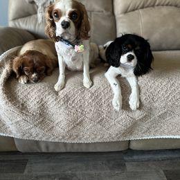 Cavalier King Charles Spaniel Puppies from Heavenly Cavaliers