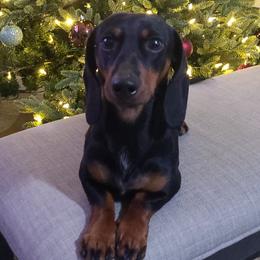 Dex - Dachshund