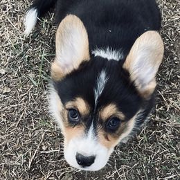 Boy 2 - Pembroke Welsh Corgi puppy in Stephenville, Texas from Boehm’s Pembroke corgis