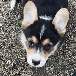 Boy 2 - Pembroke Welsh Corgi puppy in Stephenville, Texas from Boehm’s Pembroke corgis