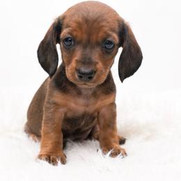 Maple - Dapple female Dachshund puppy in Desloge, Missouri from Snows Doxies