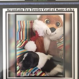 Beagle, Jack Russell Terrier, and Russell Terrier Puppies from Mountain Top