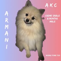 Armani - Pomeranian puppy in Orange, Texas from Mosaic Poms Too