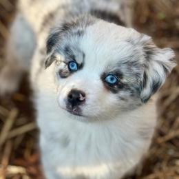 Cynthia - Blue merle female Miniature Australian Shepherd puppy in Patterson, North Carolina from DreamLine Aussies