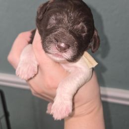 Teal collar - female Newfypoo puppy in Mckenzie, Tennessee from Small Town Doodles & Poodles