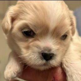 Houston - Cream male Lhasa Apso puppy in Fort Worth, Texas from Cynthia's Lhasa Apsos