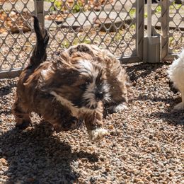 Lhasa Apso Puppies from Floofie Butts