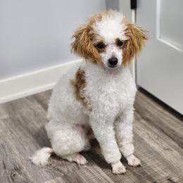 Fluff - Parti male Poodle puppy in Hoagland, Indiana from Kandyland Kennels