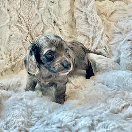 Harry - Dapple male Dachshund puppy in Casper, Wyoming from Daisy's Doxies