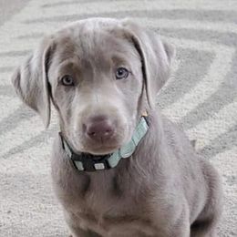 Dilute Retrievers and Labrador Retrievers from Southernend Silvers