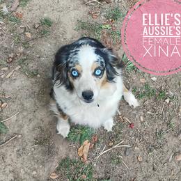 Xina - Miniature Australian Shepherd
