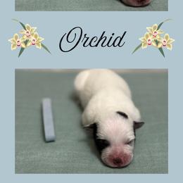Orchid - Blue mottled female Australian Cattle Dog puppy in Seneca, Missouri from MO Morningstar Heelers