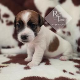 Auggie - White and tan male Russell Terrier puppy in Harvel, Illinois from Ruff and Tumble Russell Terriers