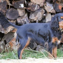 "Black & Tan" Cavalier King Charles Spaniel Puppies from West Coast Cavaliers