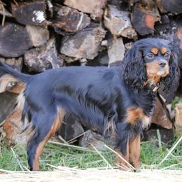"Black & Tan" Cavalier King Charles Spaniel Puppies from West Coast Cavaliers