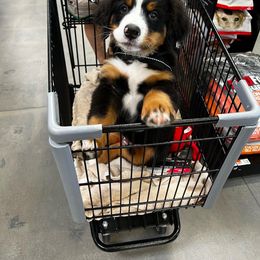 Bernedoodle and Bernese Mountain Dog Puppies from Bernese By Barzees