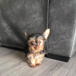 Maximus - Black and tan male Yorkshire Terrier puppy in Los Angeles, California from WESTWAY Yorkies