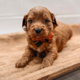 Kronos - Red  male Goldendoodle puppy in Iola, Texas from Supreme Doodles of Texas