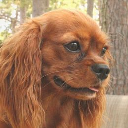 Miss Gussie - Cavalier King Charles Spaniel