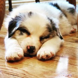 Australian Shepherd Puppies from Blue Sage Aussies