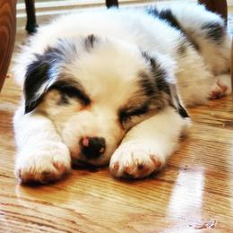 Australian Shepherd Puppies from Blue Sage Aussies