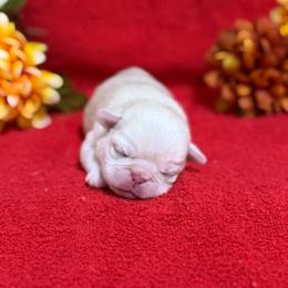 White Boy - Cream male Pug puppy in Tulsa, Oklahoma from Locust Creek Pugs & Japanese Chin's