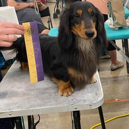 Harry - Dachshund