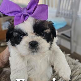 Freddy - Black gold and white male Shih Tzu puppy in Corona, California from Trinity Shihtzu's So Calif