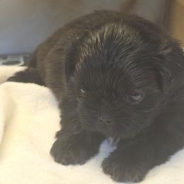 Rumi - Black and white female Shih Tzu puppy in Mesa, Arizona from House of Zen Shihtzus