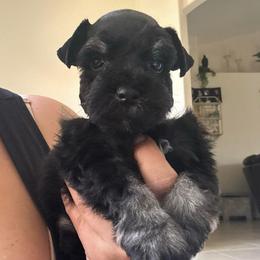 Black - Black and silver male Miniature Schnauzer puppy in Lehigh Acres, Florida from Regency Schnauzer