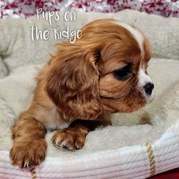 Cavalier King Charles Spaniel Puppies from Pups on the Ridge