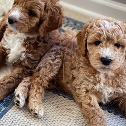 Goldendoodle Puppies from Woodstock Doodles, LLC