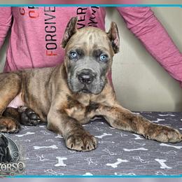 Maverick - Gray brindle male Cane Corso puppy in Warren, Ohio from Northeast Ohio Cane Corso