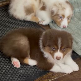 Joy - Red tri-color female Australian Shepherd puppy in Arcanum, Ohio from Krafthaus Rottweilers & Australian Shepherds