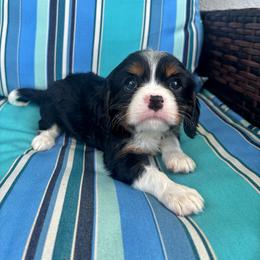 Lord Alfred - Tri-color male Cavalier King Charles Spaniel puppy in Avalon Beach, Florida from Cavaliers of Avalon