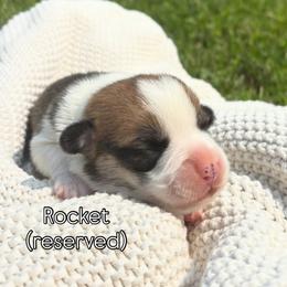 Strider - Red male Pembroke Welsh Corgi puppy in Boones Mill, Virginia from Cahas Corgis of Virginia